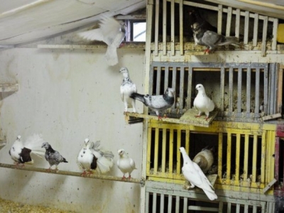 Kako izgraditi golubarnik i golubova gnijezda